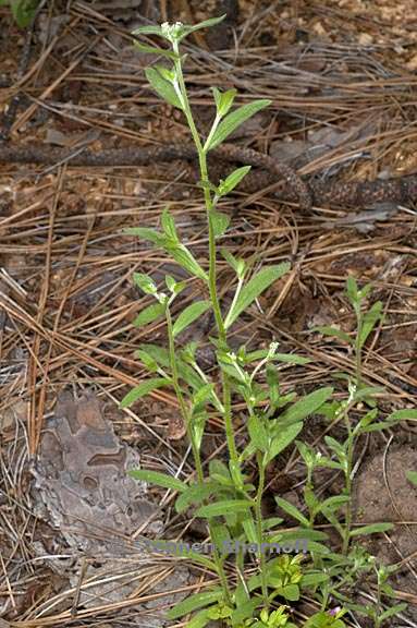 cryptantha affinis 4 graphic